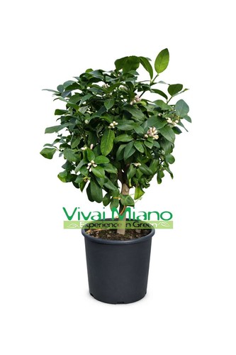 Pianta limone vaso - limone, 24