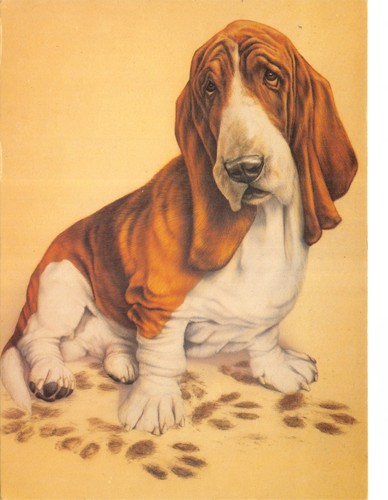 Cats dogs horses postcards - cats,