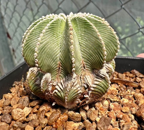 Aztekium hintonii grande - hintonii,