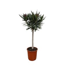 Albero di oleandro bianco -