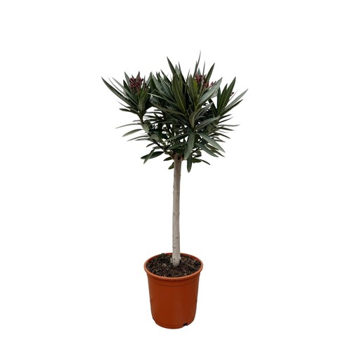 Albero oleandro bianco - albero,