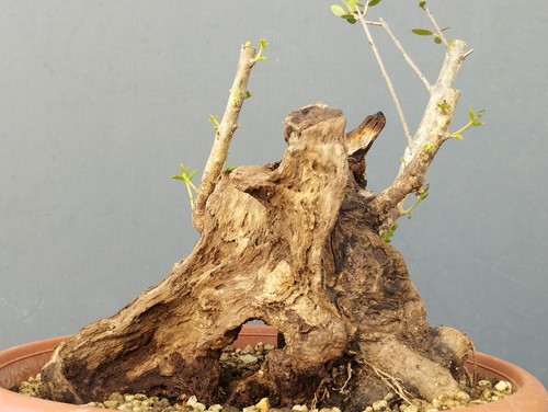 Bonsai olivastro 25x22cm - olivastro,