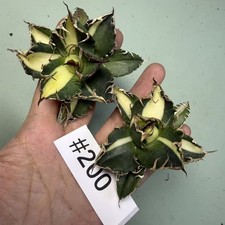 2PCS Vendita Pazza Pianta