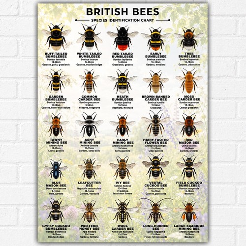 Poster british bee apiology - apiology, &