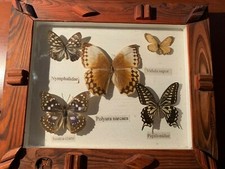 collezione di 5 farfallecon didascalie,  in teca di vetro con cornice in legno