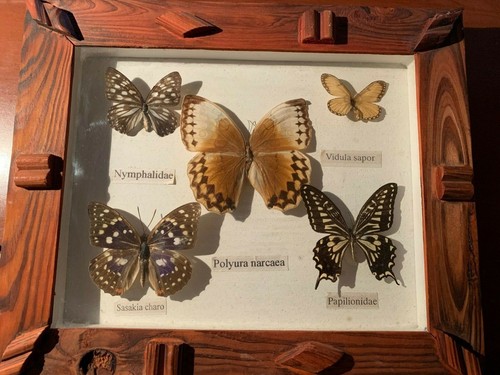 Collezione farfallecon - 5,