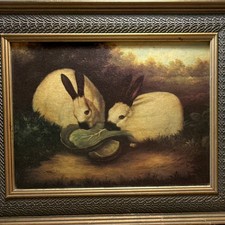 Two himalayan rabbits - rabbits, p