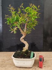 Bonsai melograno h - di,