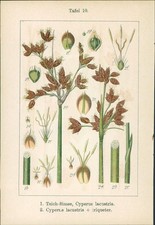 Litografia: 1. Lager-Simse, Cyperus supinus. 2. Pugnale-Simse, C. mucronatus. 1.