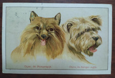 9966 CARTOLINA CANI VOLPINO DI POMERANIA E CANE PASTORE RUSSO 1917