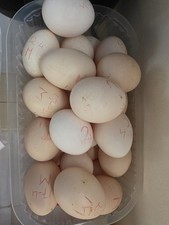 Uova Fertili Galline