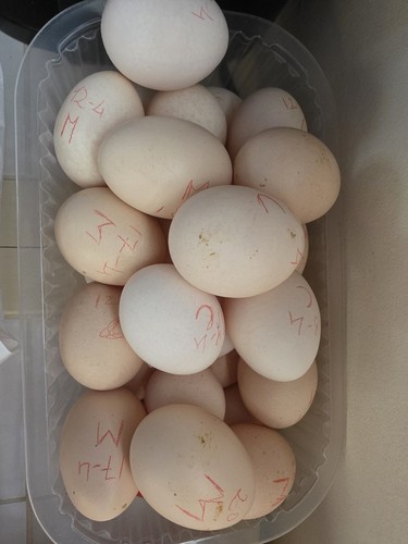Uova fertili galline - fertili,