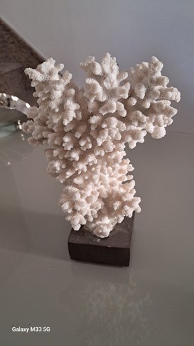 Corallo bianco anno 1980 - bianco,