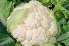 Cavolfiore bianco Snowball -