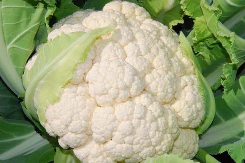 Cavolfiore bianco snowball - bianco,