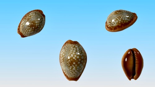 Cypraea citrina dauphinensis