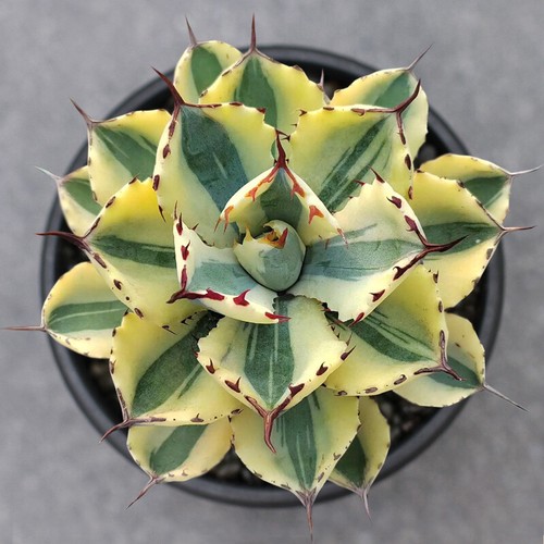 Pianta succulenta cactus - pianta,