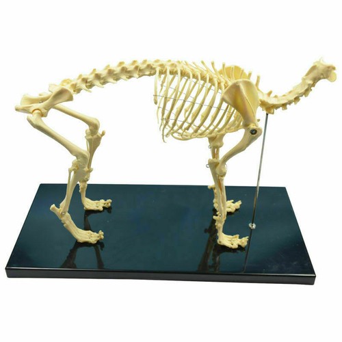 Nuovo pvc anatomia cane osso - anatomia,