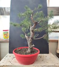 Bonsai Pino Silvestre (Pinus sylvestris)