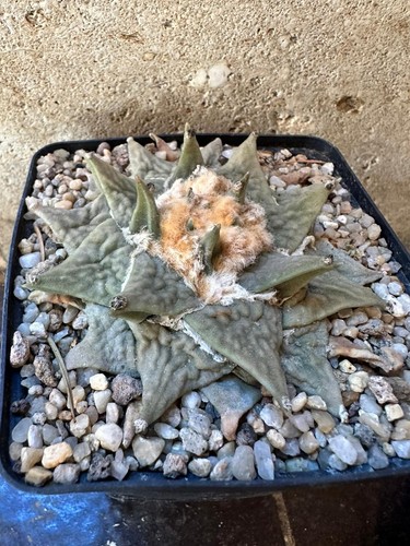 Ariocarpus retusus csd104 own - retusus,