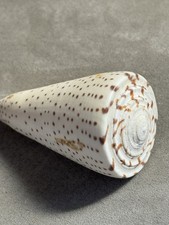 Conchiglia Di Mare Conus