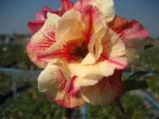 10 semi di ADENIUM OBESUM LUANG LAI, rosa del deserto + OMAGGIO