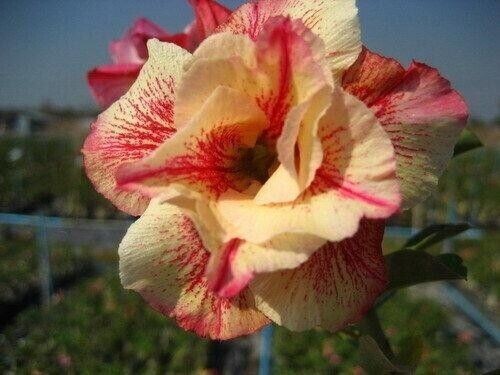 Semi adenium obesum - 10, di