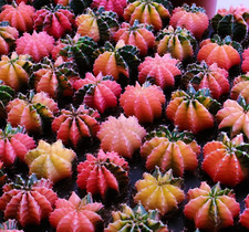 Mix 50 semi di Gymnocalycium