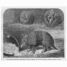 LONDRA Armadillo ai Giardini