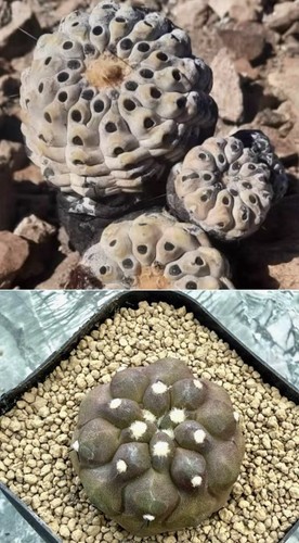 Copiapoa cinerea inermis - f.,