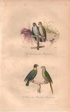 Stampa antica PAPPAGALLI AMAZZONE CAICCO PARROCCHETTO Buffon 1853 Antique print