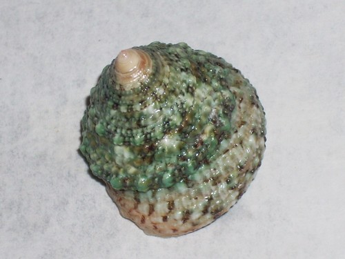 Trochus maculatus special - trochus,