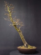 American Larch Slanted Style