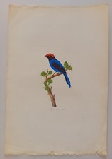 Antica Incisione Ornitologia