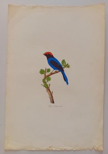 Antica incisione ornitologia - antica,