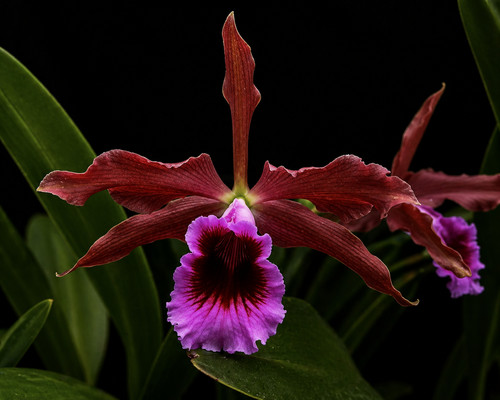 Cattleya tenebrosa valpota s - cattleya,