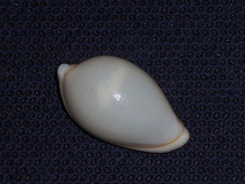Margovula marginata awesome - margovula,
