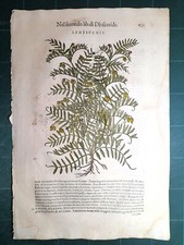 MATTIOLI MATTHIOLI Erbario a