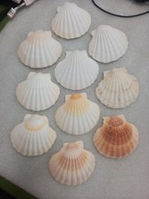 Conchiglia di Capesante