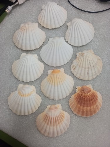 Conchiglia capesante - conchiglia, di