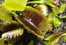 Dionaea muscipula