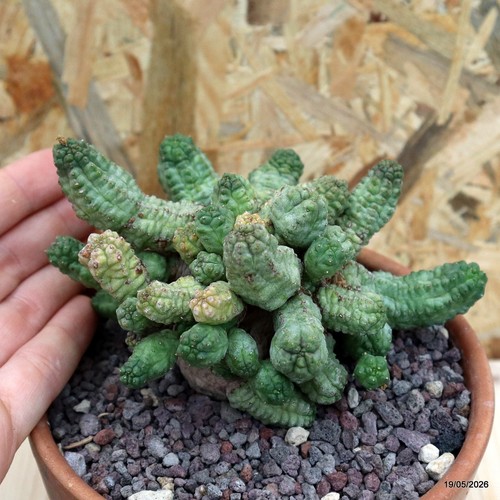 Euphorbia pseudoglobosa