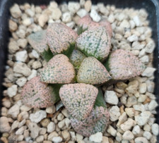 HAWORTHIA PICTA VARIEGATA ROSA