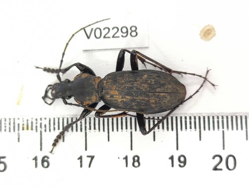 V02298 insetti carabidae - v02298., insetti,