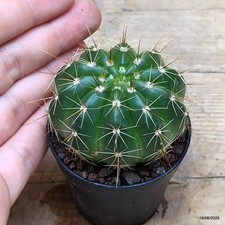 Notocactus ottonis