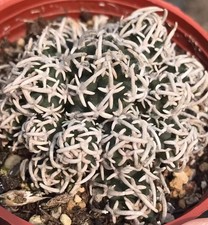 Vendita Multi Teste Raro