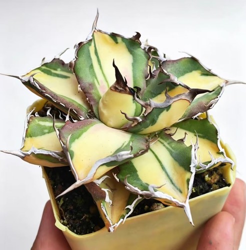 Agave titanota rinoceronte - agave,