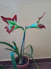 Hippeastrum AP11 X Mandonii-  10 seeds, Amaryllis
