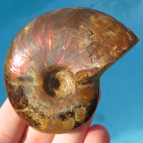 Minerali grande ammonite - minerali,