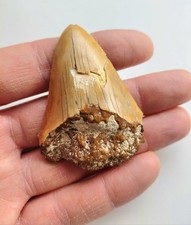 Dente megalodonte x - dente, 5,7